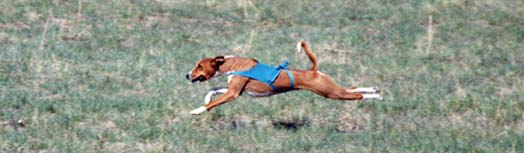 Coursing basenji.