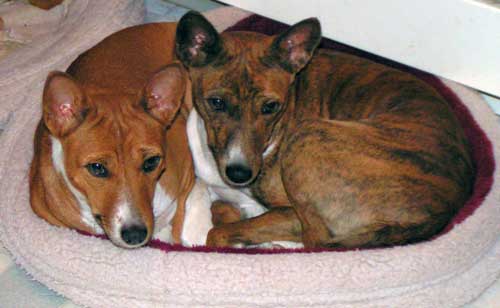 Basenjis Marla and Pai;a