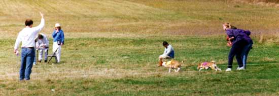 Typical tallyho at coursing meet.