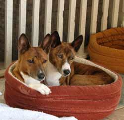 Dodger and Ranger in the cuddle bed.