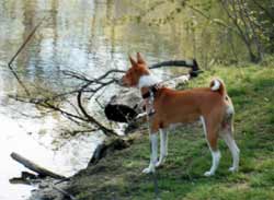 Shasta goes for a walk in  the park.