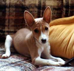 Shasta as a puppy.