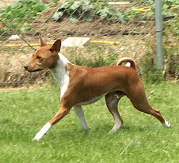Kona moving at a trot.